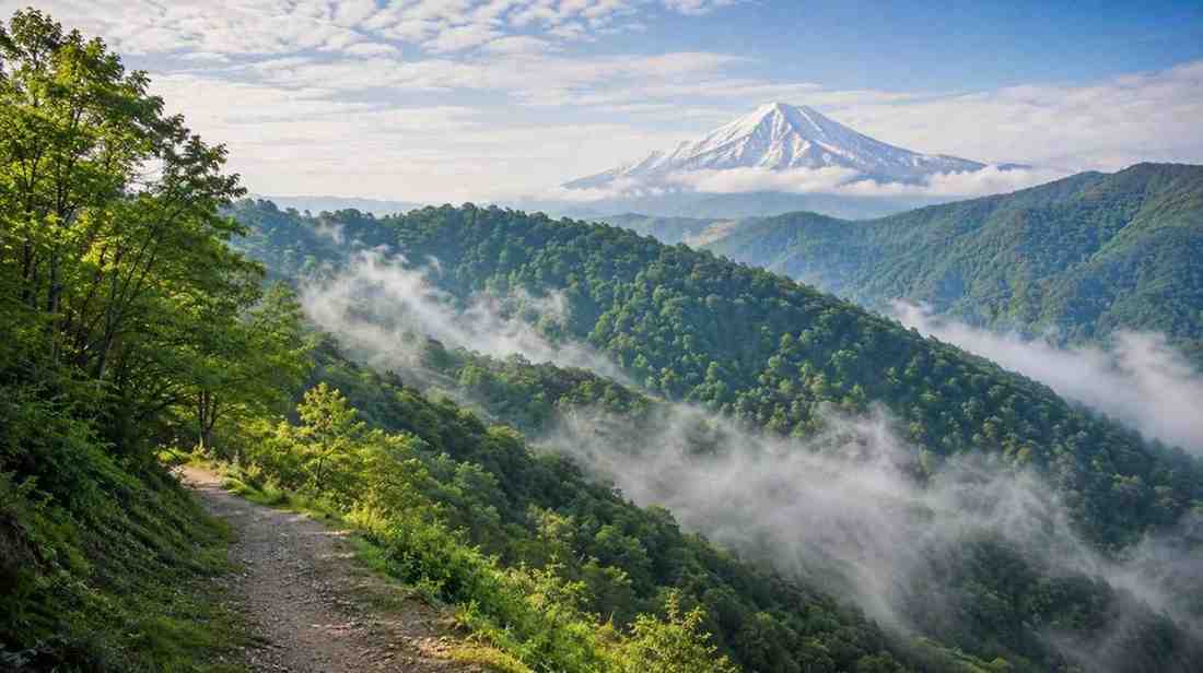 جنگل الیمستان کجاست؟