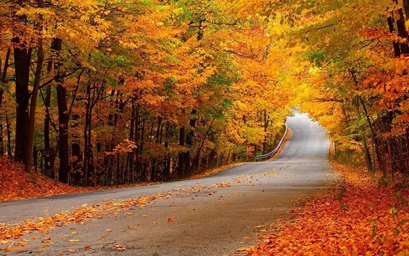 جاده پاییزی النگدره با برگ‌های نارنجی و طلایی در دو طرف مسیر جنگلی
